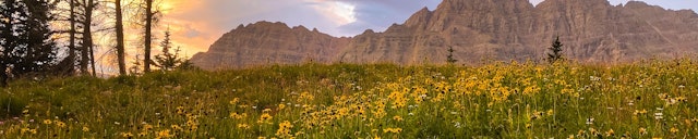demo-alpine-wildflowers-unsplash