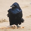 demo-cool-raven