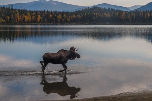 demo-moose-lake-unsplash